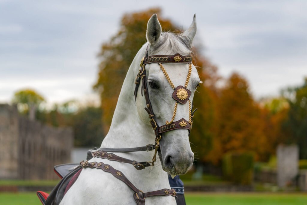 Outdoor portrait of a beautiful Lipizzaner stallion Slovenie